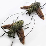 Beetles Sets