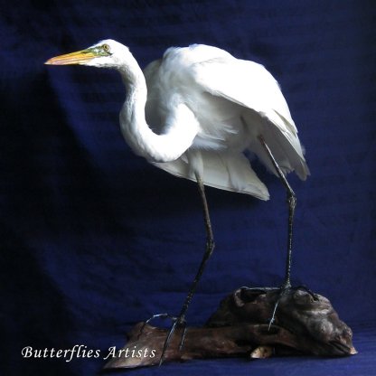 Ardea Alba Great White Egret Real Bird Mount Taxidermy Stuffed Scientific Zoology