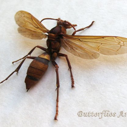 Asian Monster Murder Hornet Vespa Mandarinia Real Framed Entomology Shadowbox