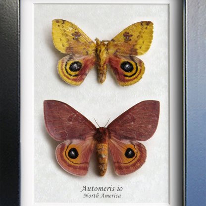 Automeris io Pair Real Colorful N American Moths Framed Entomology Shadowbox
