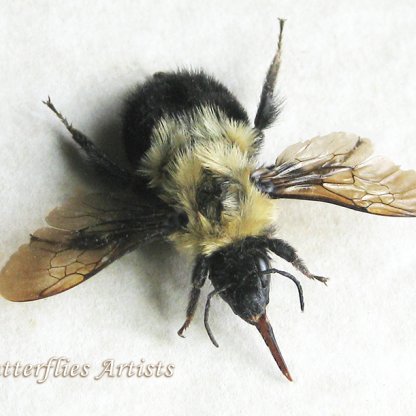 Bombus Impatiens Large Real Eastern Bumblebee Framed Entomology Shadowbox