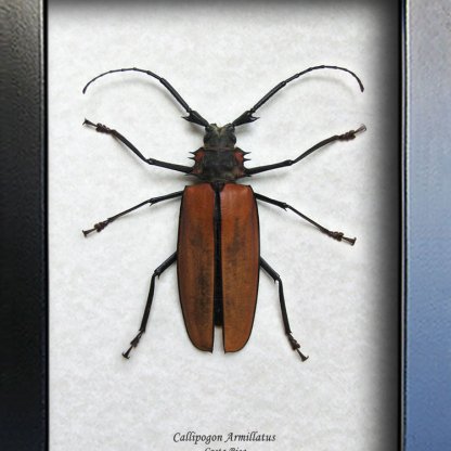 Callipogon Armillatus Giant Longhorn Real Beetle Framed Entomology Shadowbox