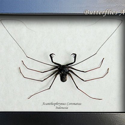 Acanthophrynus Coronatus XL Cave Spider Tailless Whip Scorpion Entomology Shadowbox