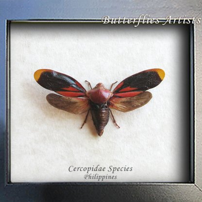 Cercopidae Species Cicada Spittlebugs Framed Entomology Collectible Shadowbox