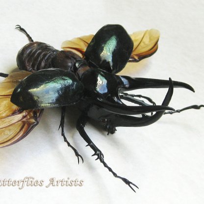 Chalcosoma Chiron Monster Caucasus Beetle Framed Taxidermy Double Glass Display