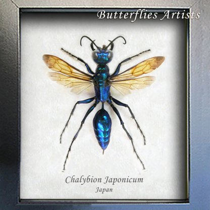 Chalybion Japonicum XL RARE Metallic Blue Green King Wasps Real Entomology Shadowbox