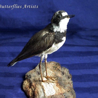 Charadrius Dubius Little Ringed Plover Taxidermy Stuffed Bird Scientific Zoology
