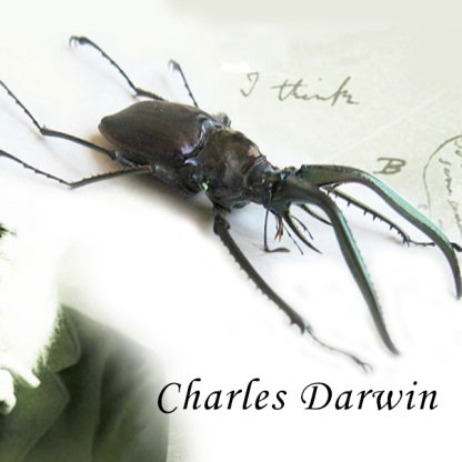Chiasognathus Grantii XL Real Charles Darwin Beetle Framed Entomology Shadowbox