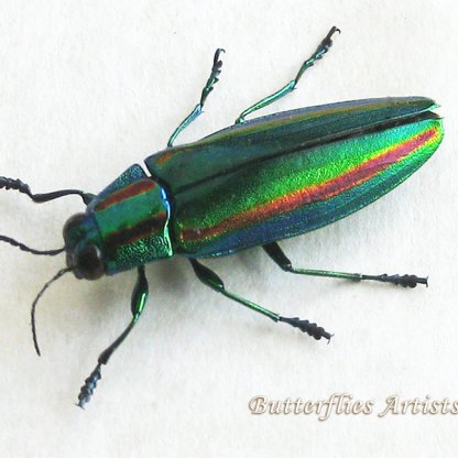 Chrysochroa Fulgidissima Real Japanese Jewel Beetle Framed Entomology Shadowbox