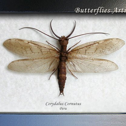 Dobson Fly Corydalus Cornutus Real Monster Insect Framed Entomology Shadowbox