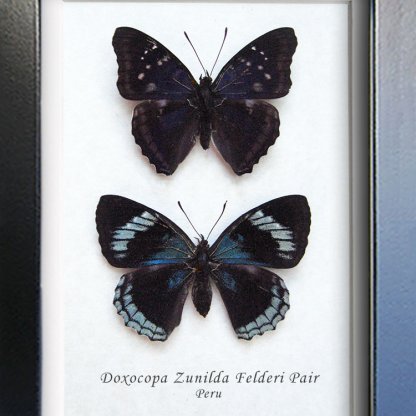 Doxocopa Zunilda Pair RARE Blue Purple Butterflies Framed Entomology Shadowbox