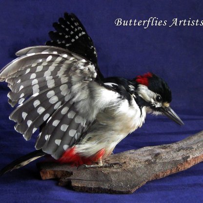 English Great Spotted Woodpecker Real Taxidermy Stuffed Bird Scientific Zoology