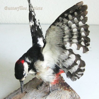 English Woodpecker Great Spotted Real Taxidermy Stuffed Bird Scientific Zoology