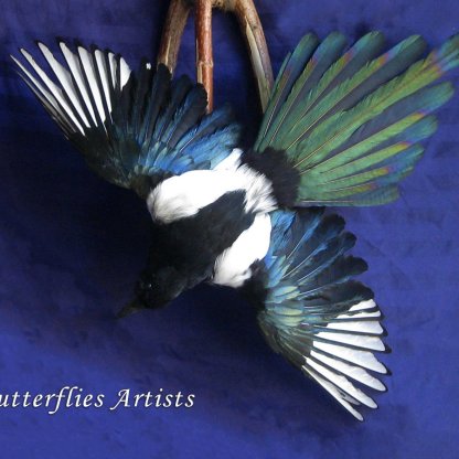 Eurasian Magpie Pica Pica Real Bird Mount Taxidermy Stuffed Scientific Zoology