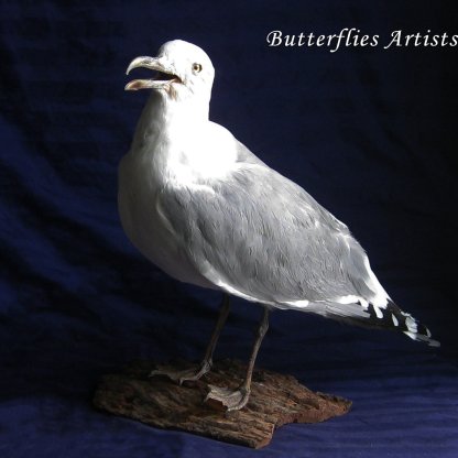European Herring Gull Larus Argentatus Stuffed Bird Taxidermy Scientific Zoology