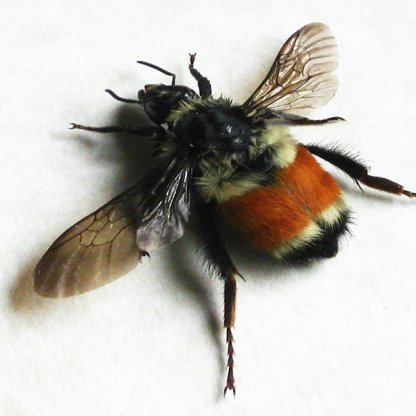 Bombus Ternarius Queen Foxy-coloured Tail Bumble Bee Framed Entomology Shadowbox