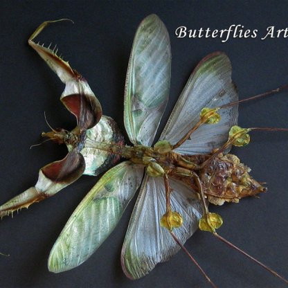 Idolomantis Diabolica Female Giant Devils Mantis VERY RARE Framed Entomology Shadowbox