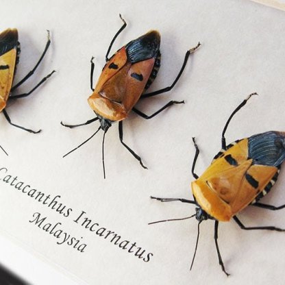 Real Bugs Trio Man Face Catacanthus Incarnatus Entomology Collectible Shadowbox