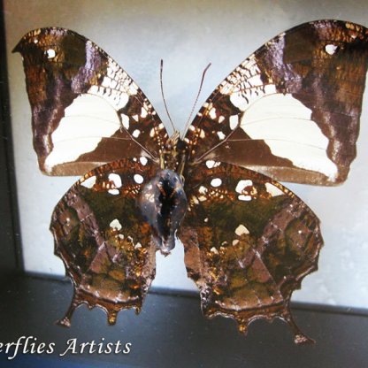 Jazzy Leafwing Butterfly Anaea Hypna Clytemnestra Entomology Double Glass Display