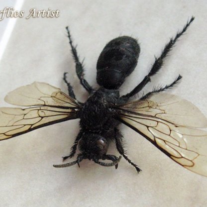 Hemipepsis Real Bigger Tarantula Wasp Entomology Collectible Framed In Shadowbox