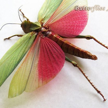 Lophacris Cristata XL Female Giant Pink Grasshopper Framed Entomology Shadowbox