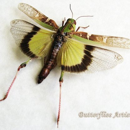 Gastrimargus Africanus Real Amazing Grasshopper Entomology Collectible Shadowbox