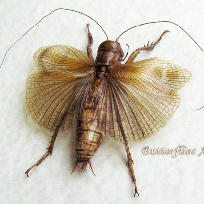 Sia Ferox RARE Monster Predatory Cricket Framed Entomology Collectible Shadowbox