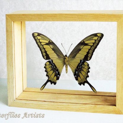 King Swallowtail Papilio Thoas Real Butterfly Entomology Double Glass Display