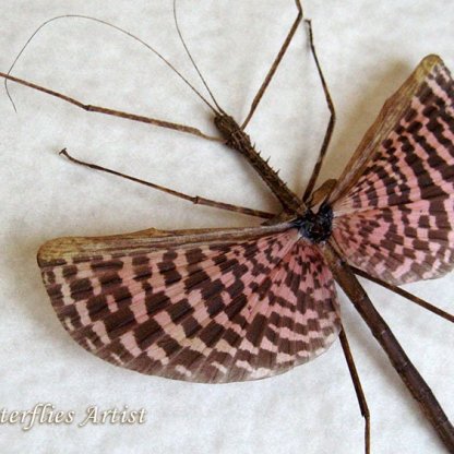 Diesbachia Tamyris Chocolate Pink Real Flying Stick Framed Entomology Shadowbox