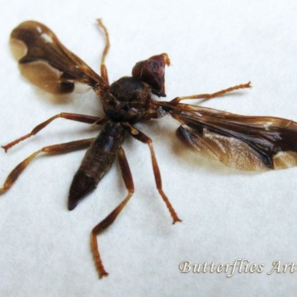 Pyrgota Fenestrata Giant Light Fly Ant N American Entomology Collectible Display