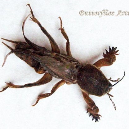 Gryllotalpa Africana RARE XL Real Mole Cricket Framed Entomology Shadowbox