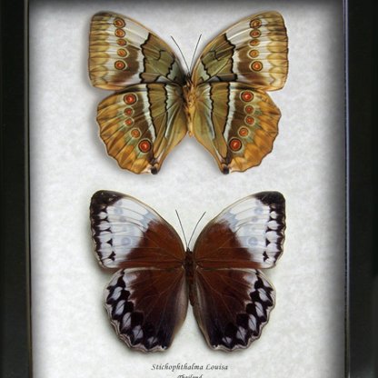 Jungle Queen Set Stichophthalma Louisa Real Butterflies Entomology Collectible Display