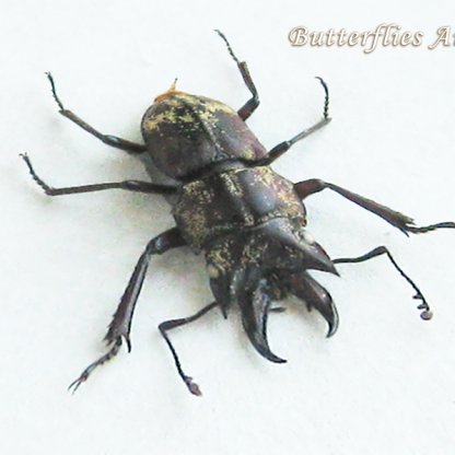 Auxicerus Platyceps TOP RARE Small Devil Stag Beetle Framed Entomology Shadowbox