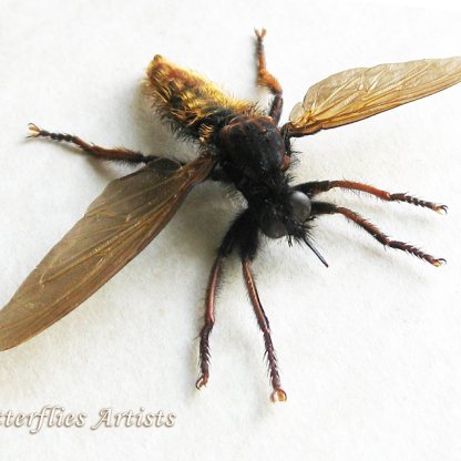 Laphria Species Giant Bee-mimic Robber Fly Rare Framed Entomology Shadowbox