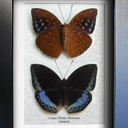 Lexias Dirtea Black Tipped Archduke Real Butterflies Set Entomology Shadowbox