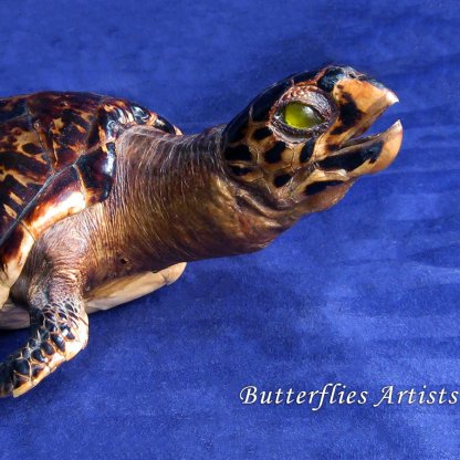 Loggerhead Sea Turtle Caretta Caretta Taxidermy Museum Quality Scientific Zoology