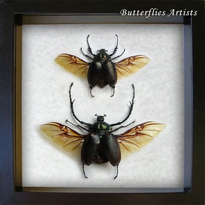 Long Armed Chirotonus Jansoni Pair Real Beetles Entomology Collectible Display