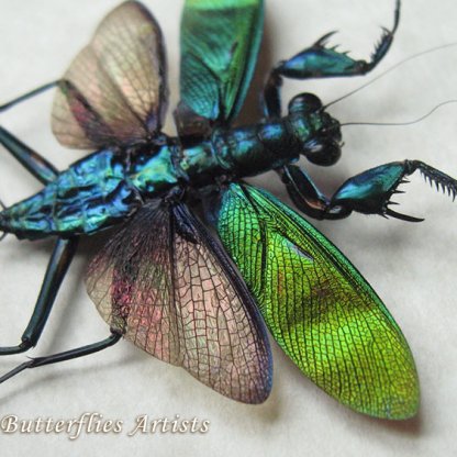 Metallyticus Splendidus Female Praying Mantis Metallic Framed Entomology Shadowbox