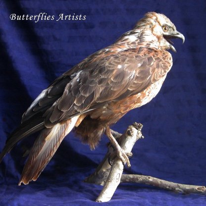 Rough-legged Buzzard Hawk Buteo Lagopus Bird Of Prey Taxidermy Stuffed Mount