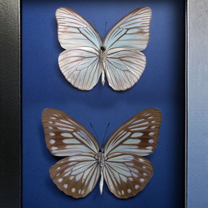 Pareronia Tritaea Pair Pearl Blue Wanderer Real Butterflies Framed Entomology Shadowbox