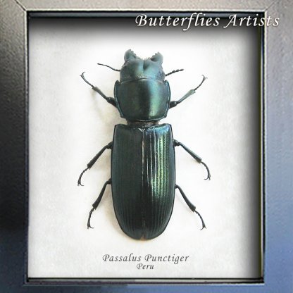 Passalus Punctiger Huge Emerald Passalid Beetle Real Framed Entomology Shadowbox