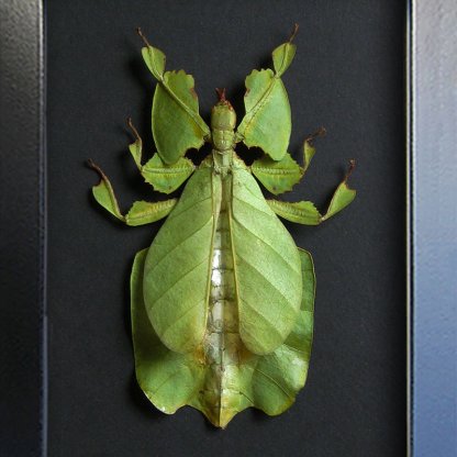 Phyllium Pulchrifolium Real Insect Walking Leaf Framed Entomology Shadowbox