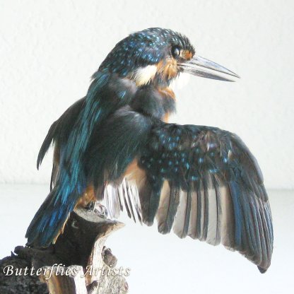 Real Alcedo Atthis Kingfisher Bird Mount Taxidermy Stuffed Scientific Zoology