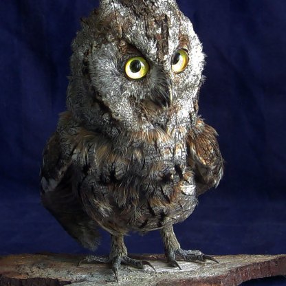 Real European Eurasian Scops Owl Stuffed Birds Taxidermy Scientific Zoology
