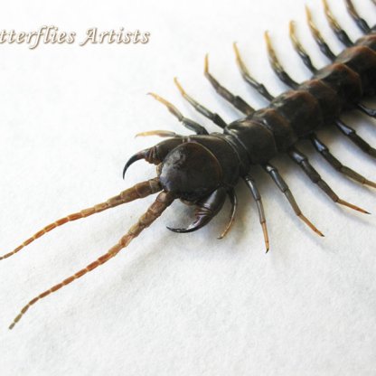 Real Giant Scolopendra Subspinipes Poisonous Centipede Rare Double Glass Display