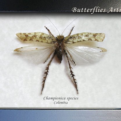 Championica Species Real Spiny Moss Katydid Rarity Framed Entomology Shadowbox