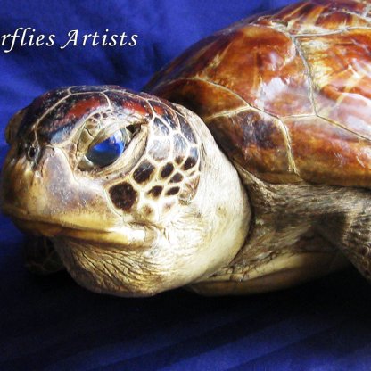 Large Loggerhead Sea Turtle Caretta Caretta Taxidermy Museum Quality Scientific Zoology