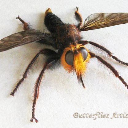 Very Rare Laphria Species Asian Robber Fly Diptera Framed Entomology Shadowbox