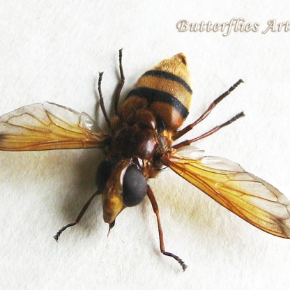 Volucella Inanis Wasp Mimic Hoverfly Framed Entomology Collectible Shadowbox
