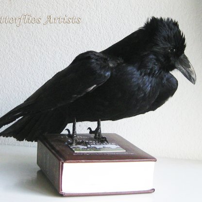 Wise Eurasian Raven Corvus Corax Gothic Decoration Taxidermy Stuffed Bird Zoology